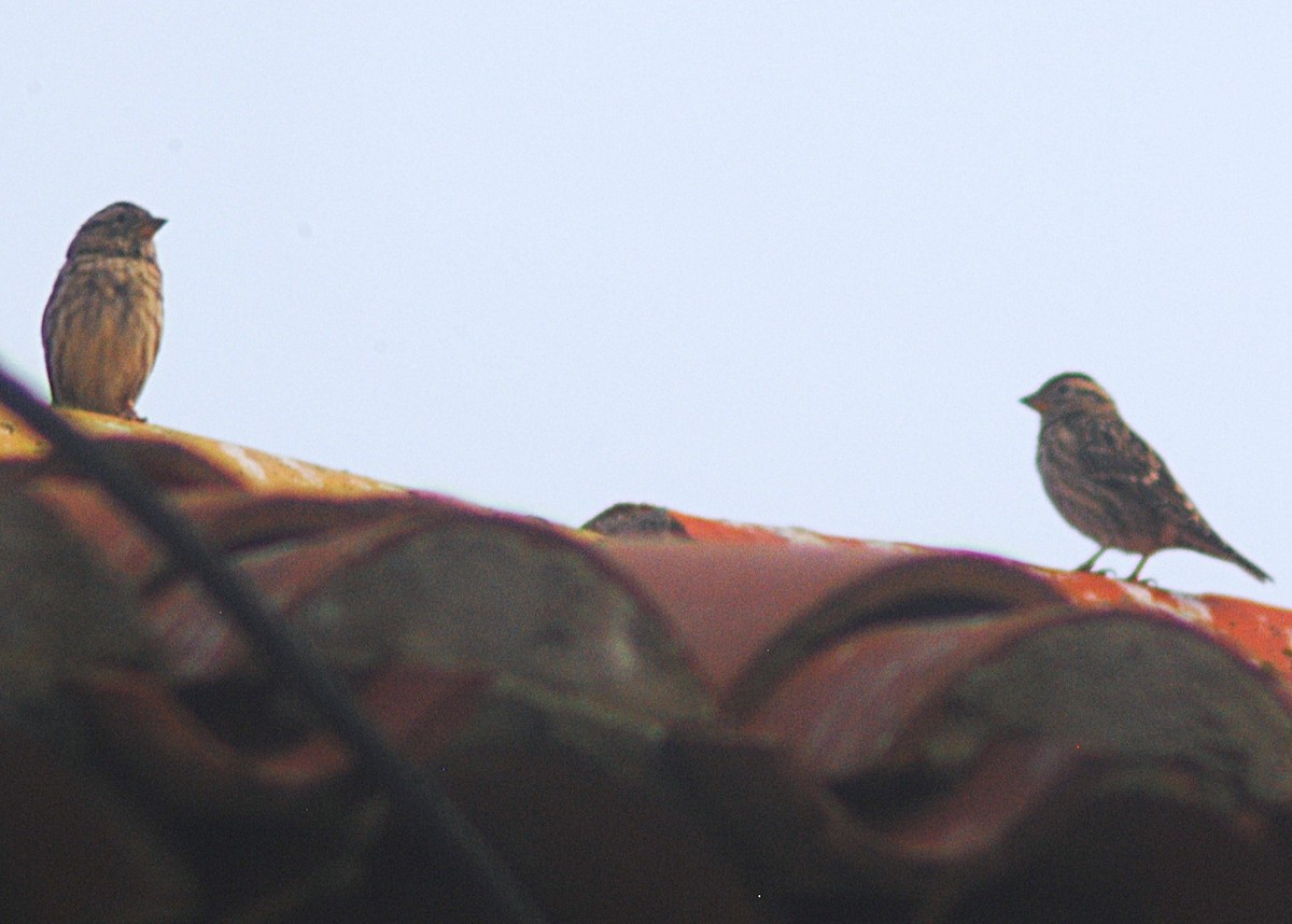 Rock Sparrow - ML644326123
