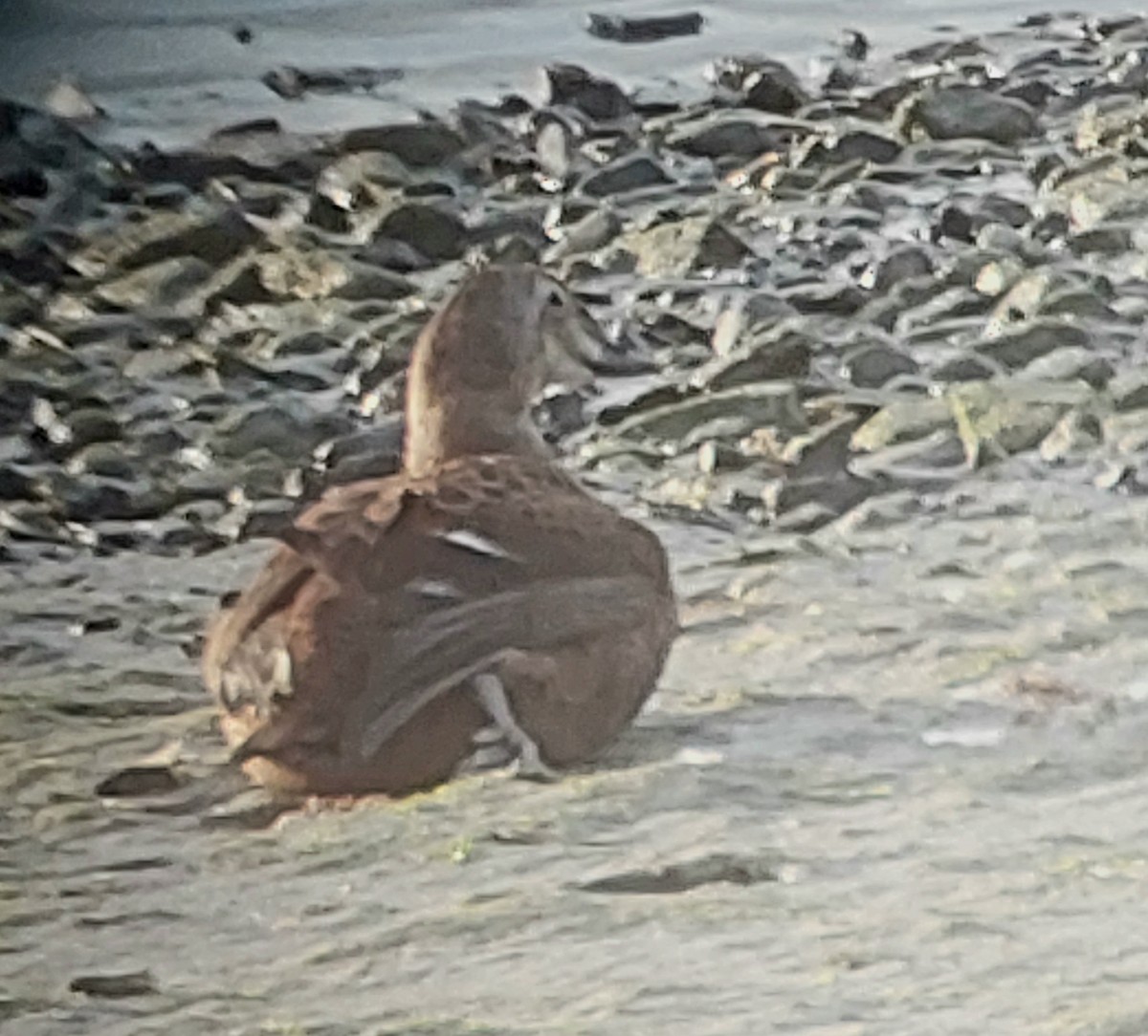 praktærfugl - ML644326139