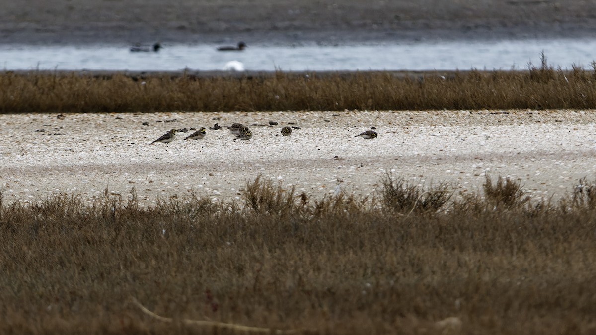 Alondra Cornuda - ML644326140