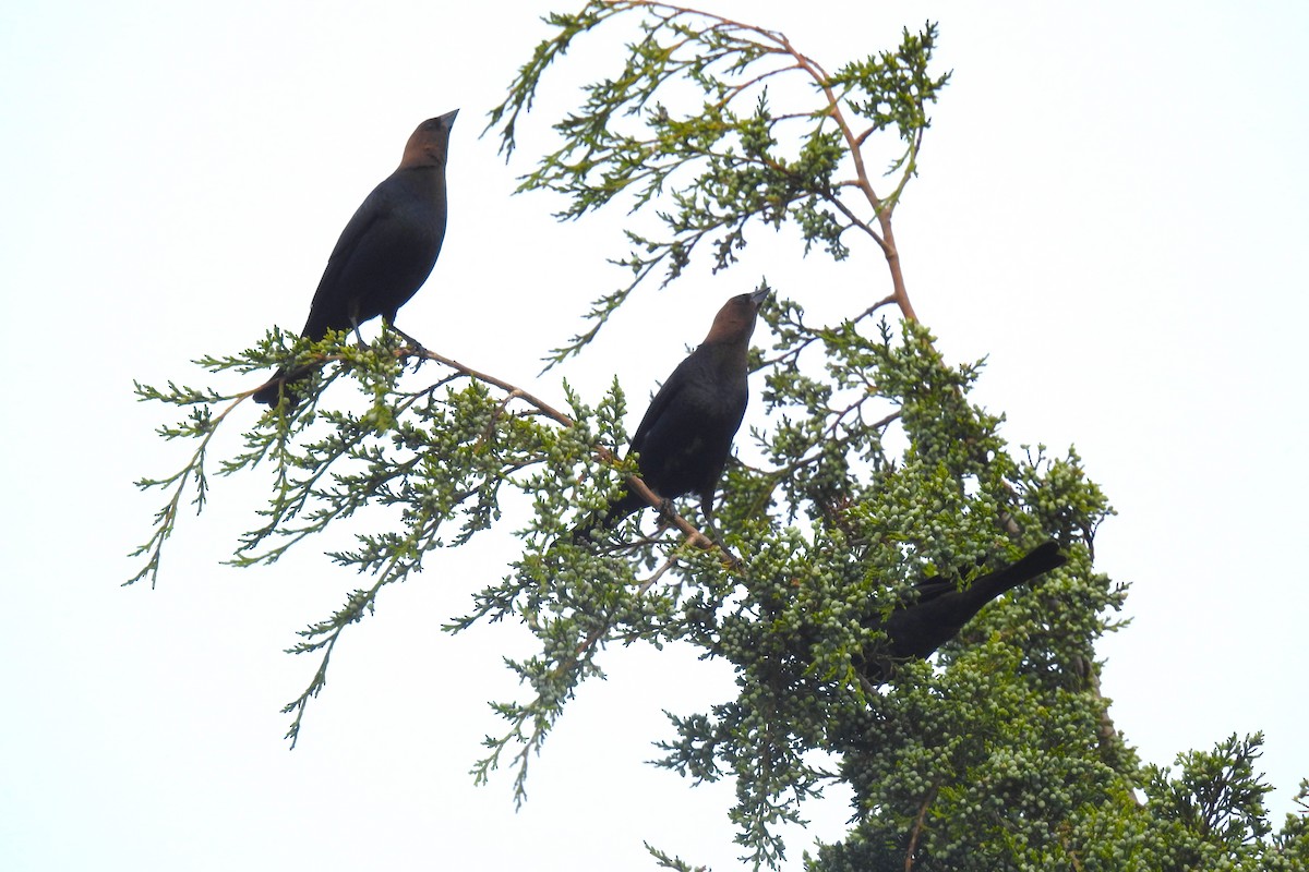 Brown-headed Cowbird - ML644326141