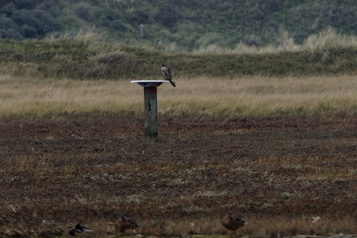 Цагаан шонхор - ML644326151