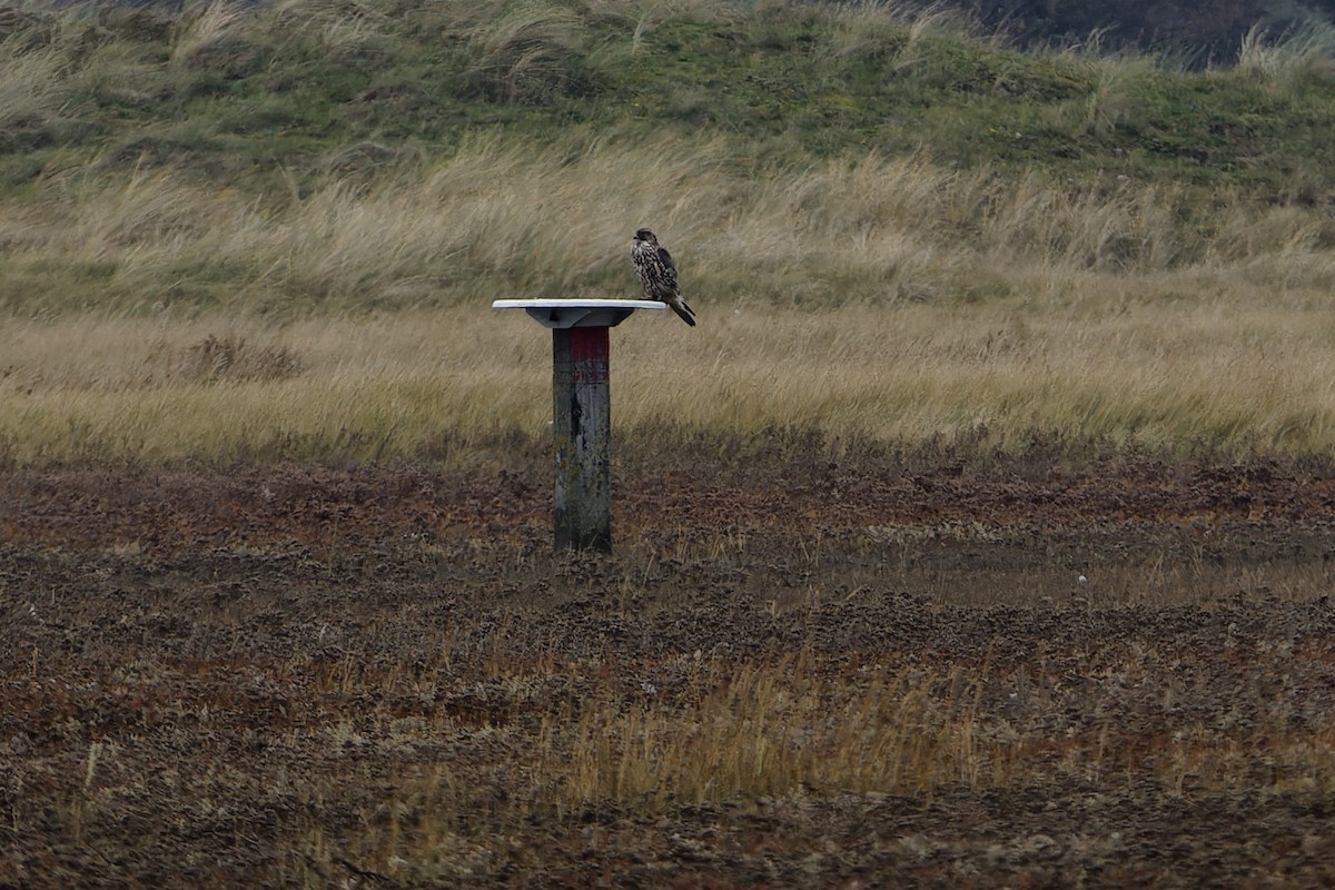 Цагаан шонхор - ML644326153