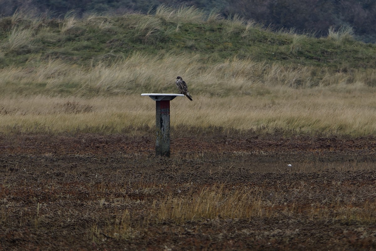 Цагаан шонхор - ML644326154