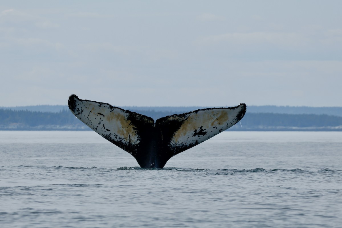 Southern Humpback Whale - ML644326189