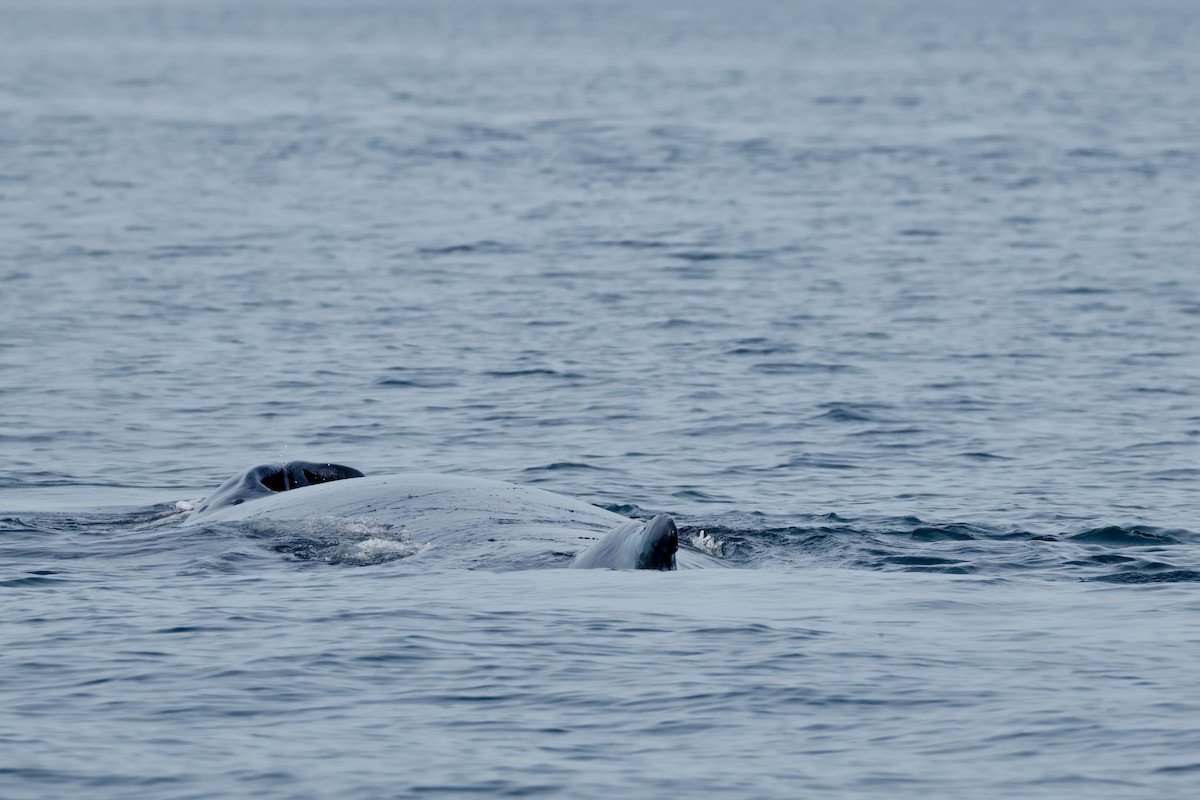 Southern Humpback Whale - ML644326190