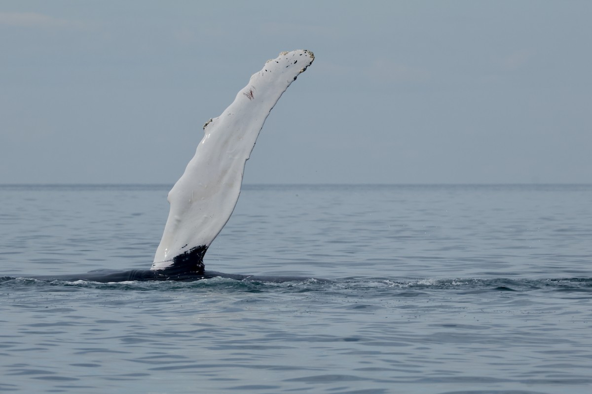 Southern Humpback Whale - ML644326191