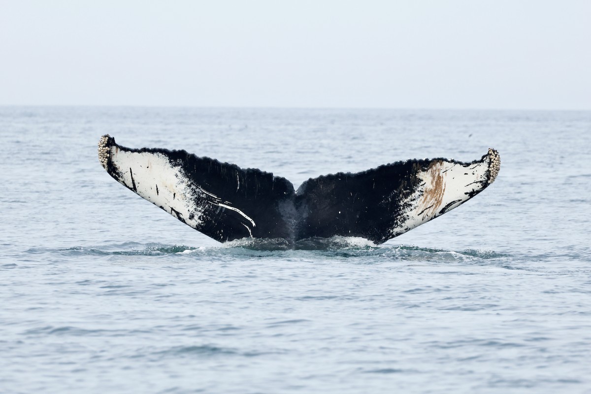 Southern Humpback Whale - ML644326192