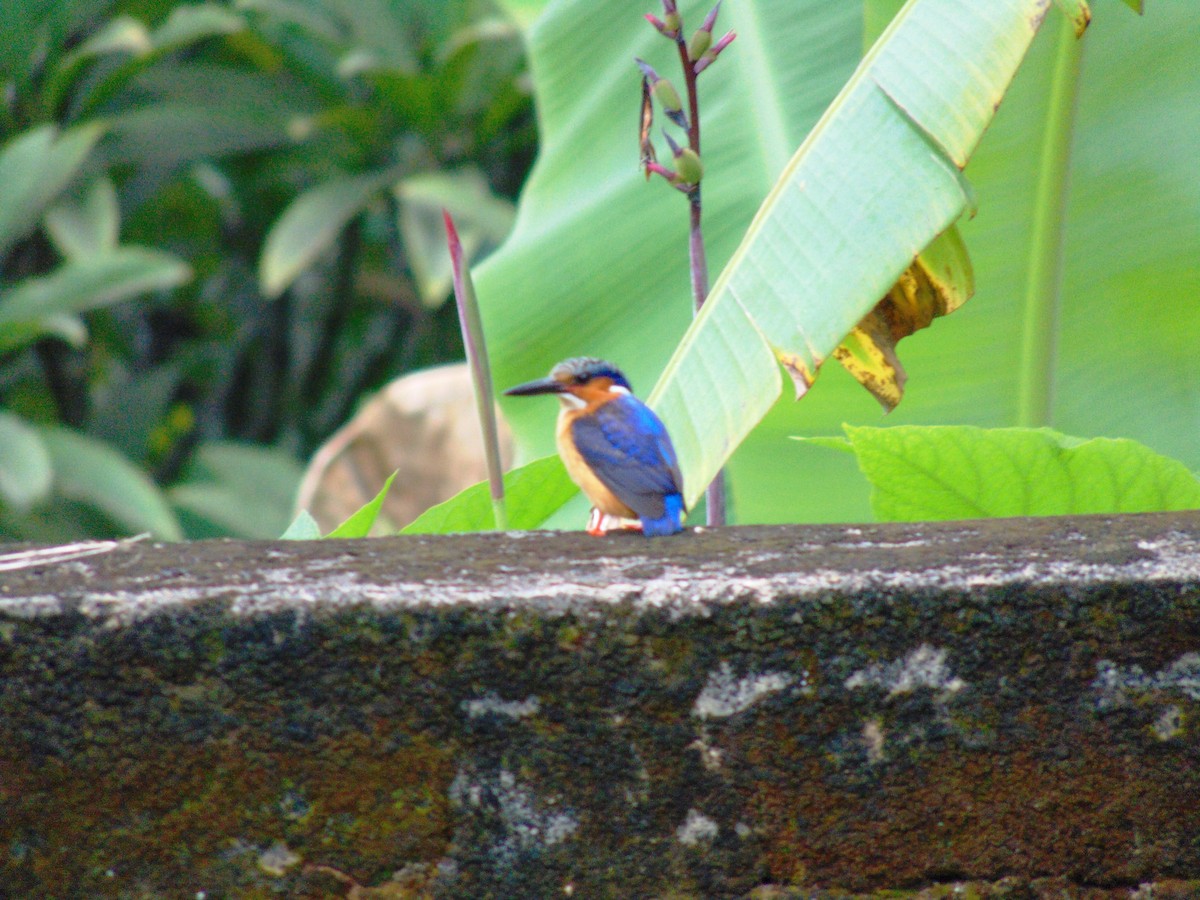 Malagasy Kingfisher - Alice Reisfeld