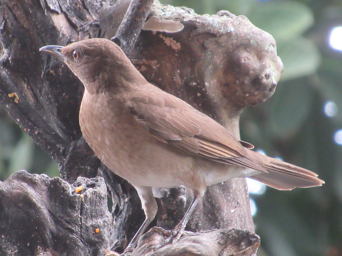 Black-billed Thrush - ML644326220