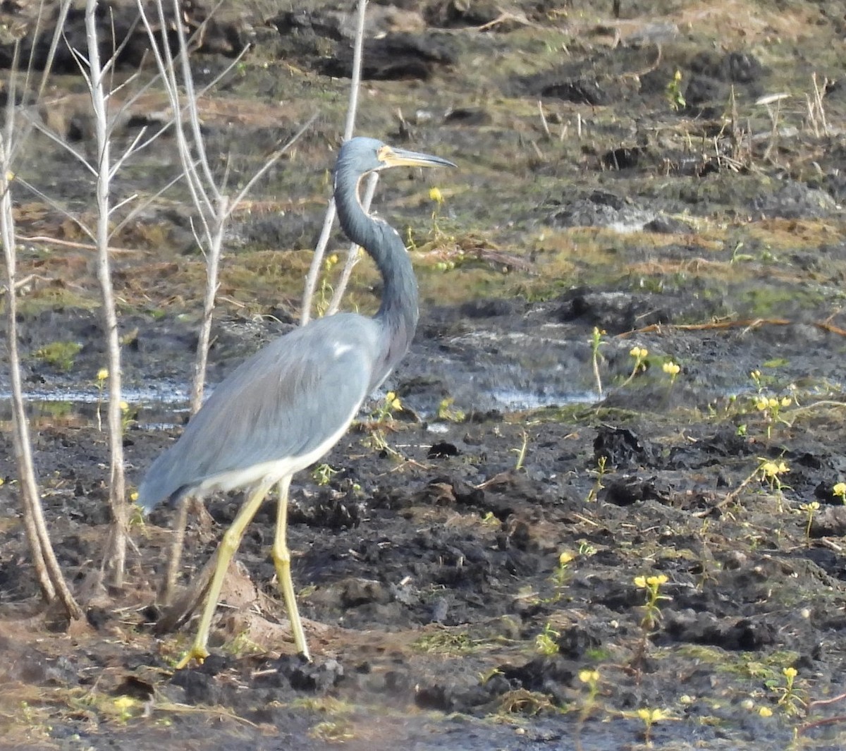 Tricolored Heron - ML644326225
