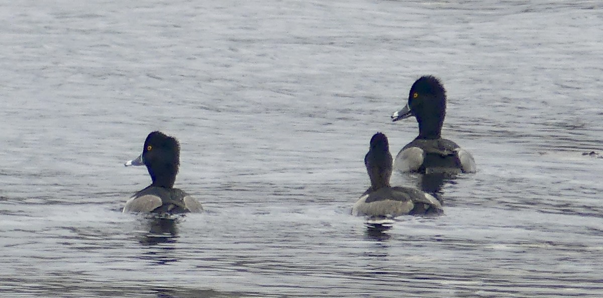 Moretta dal collare - ML644326231