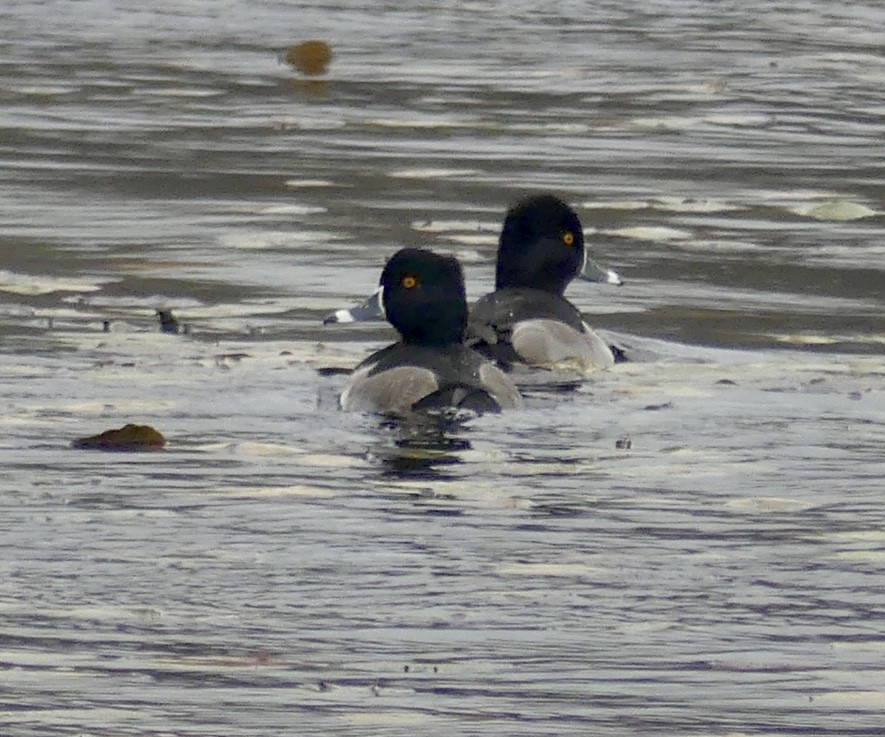 Moretta dal collare - ML644326232