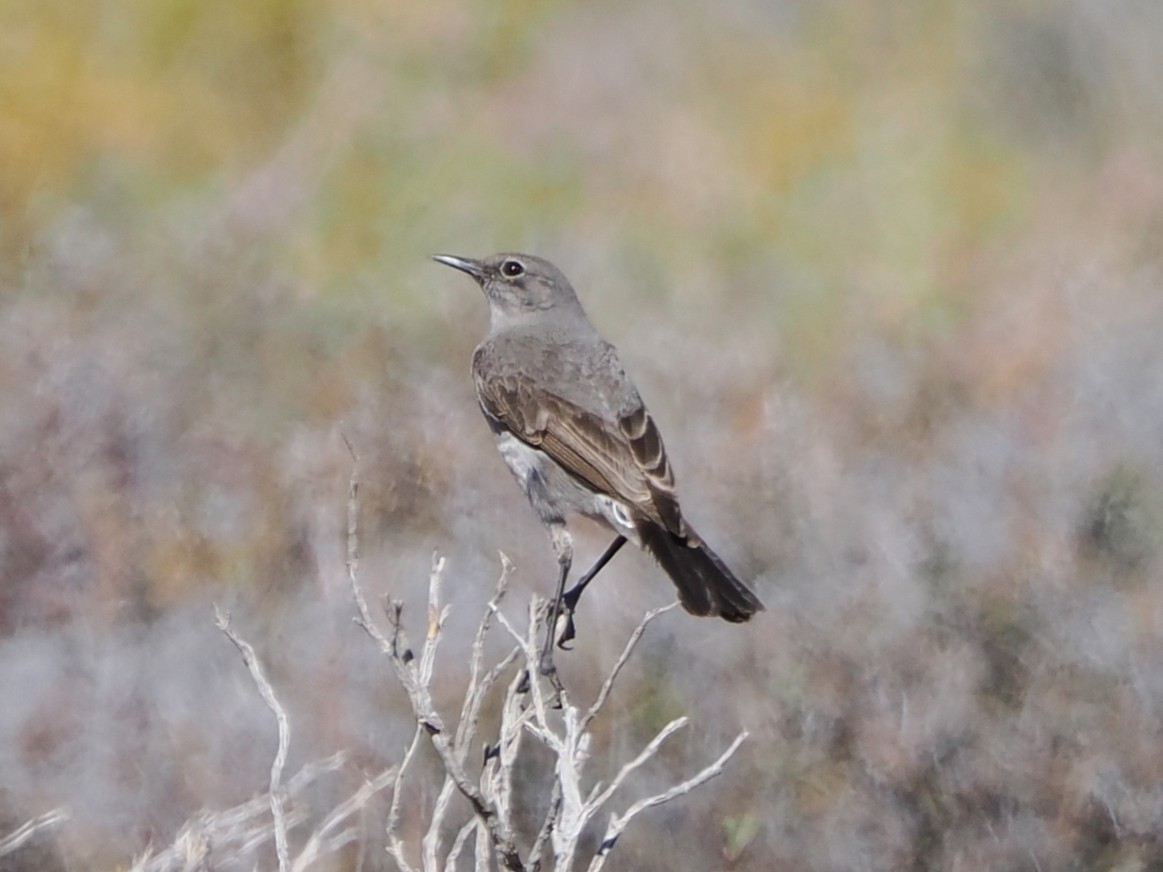 Karoo Chat - ML644326240