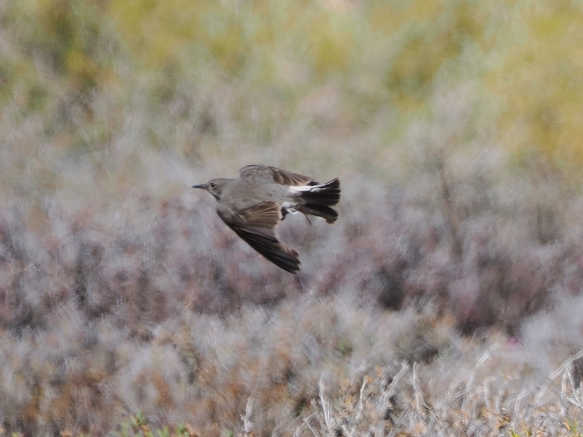 Karoo Chat - ML644326241