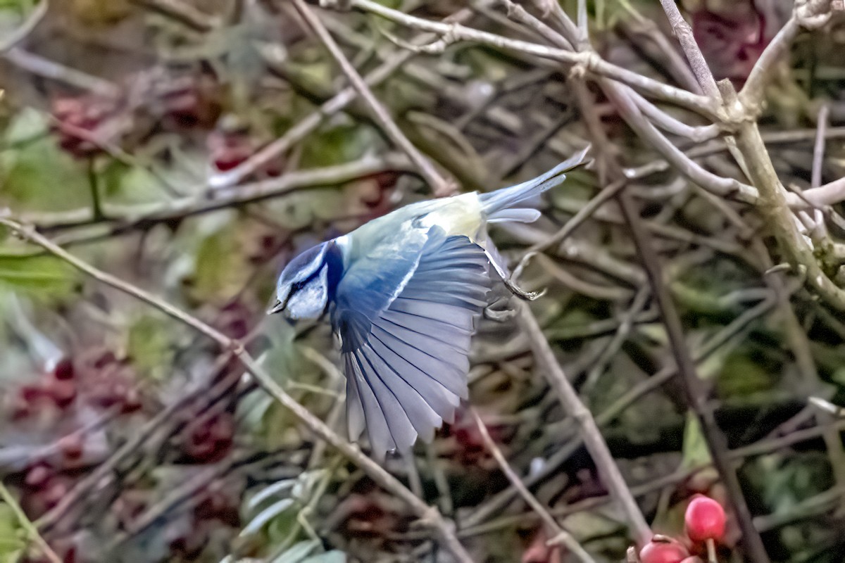 Eurasian Blue Tit - ML644326248