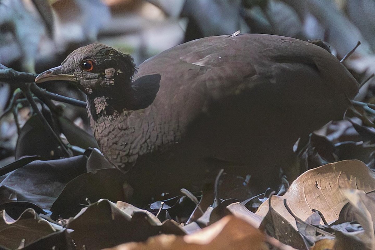 Cinereous Tinamou - ML644326249