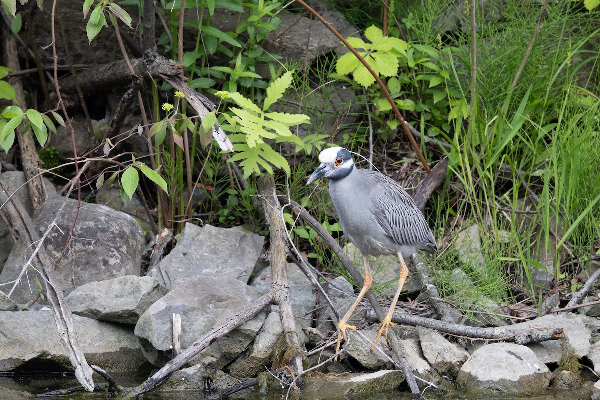 Yellow-crowned Night Heron - ML644326273
