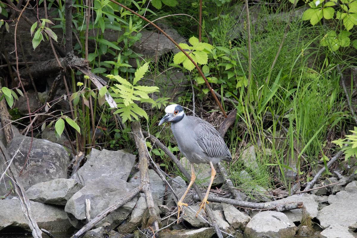 Yellow-crowned Night Heron - ML644326274