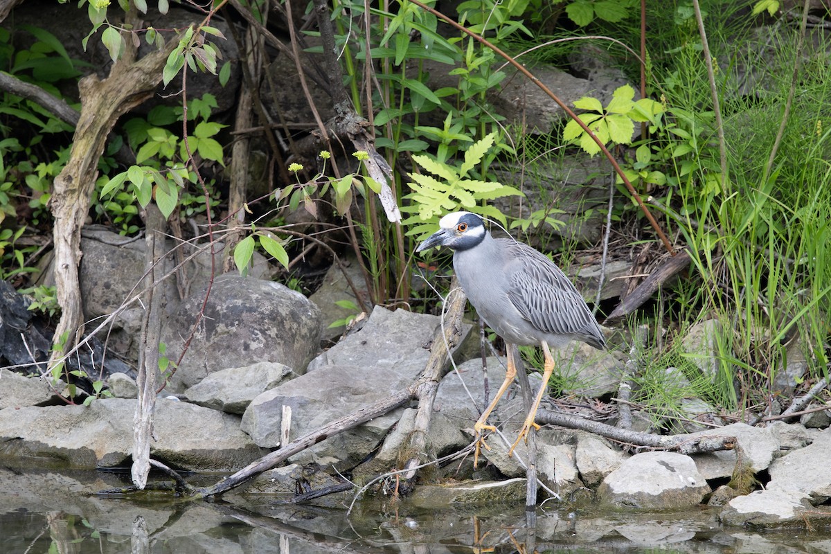 Yellow-crowned Night Heron - ML644326275