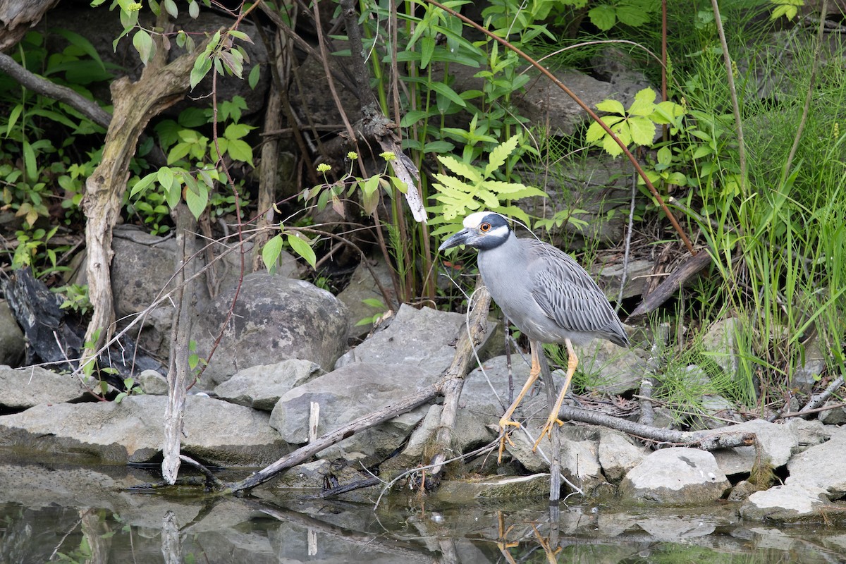 Yellow-crowned Night Heron - ML644326276