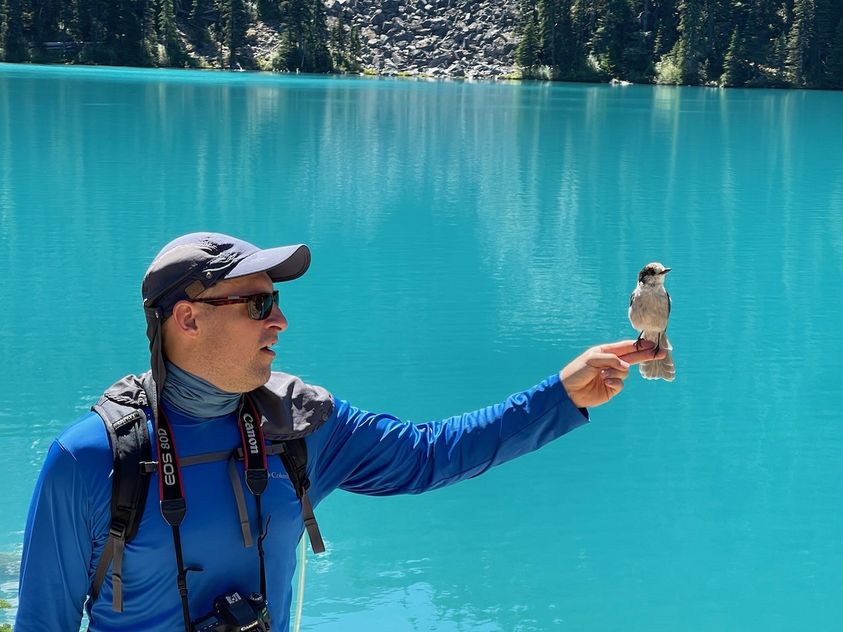 カナダカケス - ML644326277