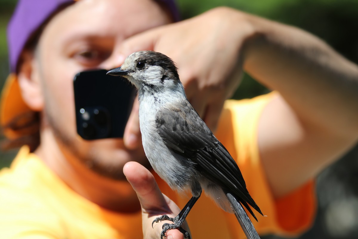 カナダカケス - ML644326278