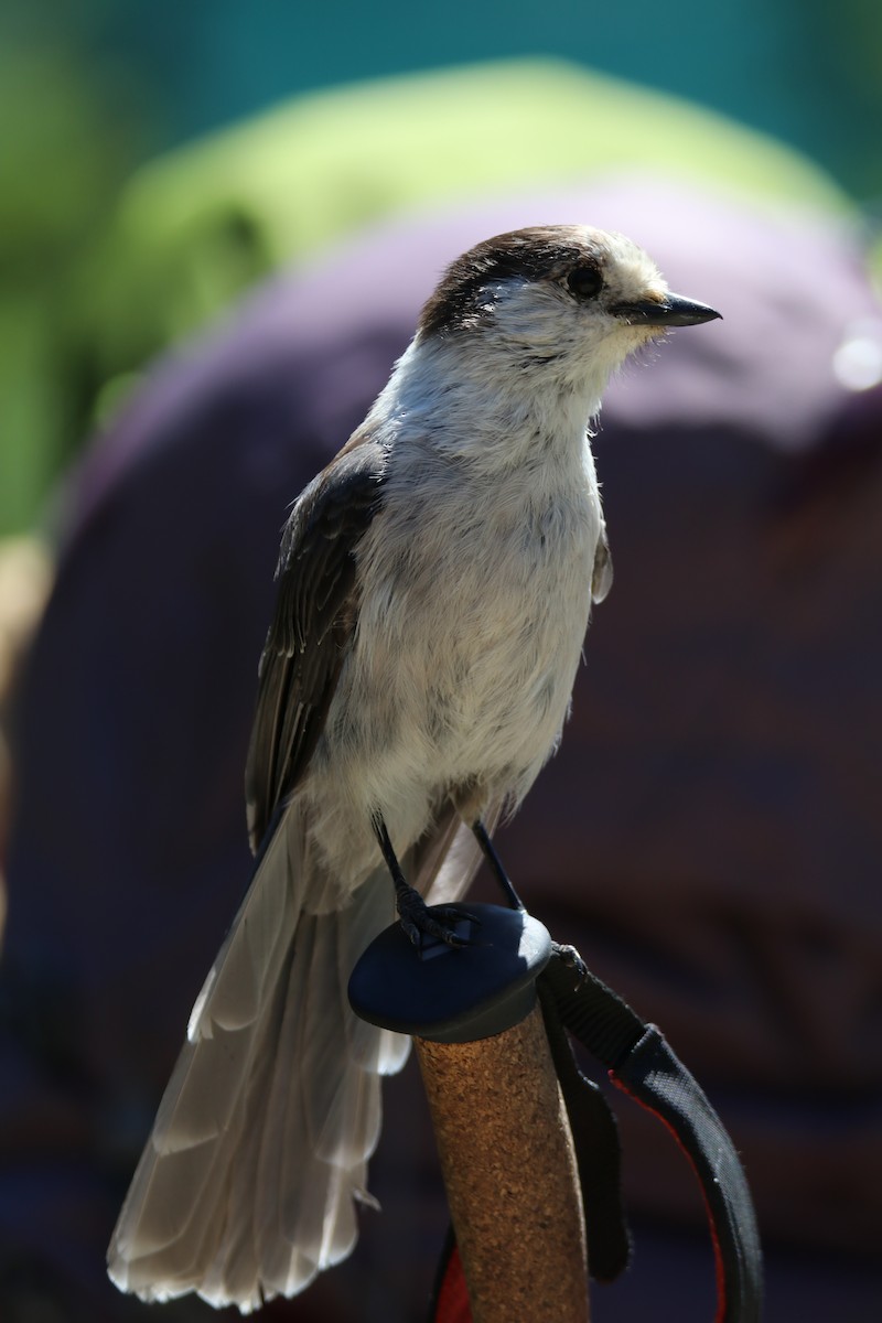 カナダカケス - ML644326279