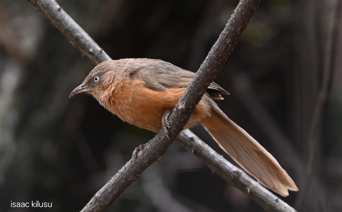 Rufous Chatterer - ML644326283