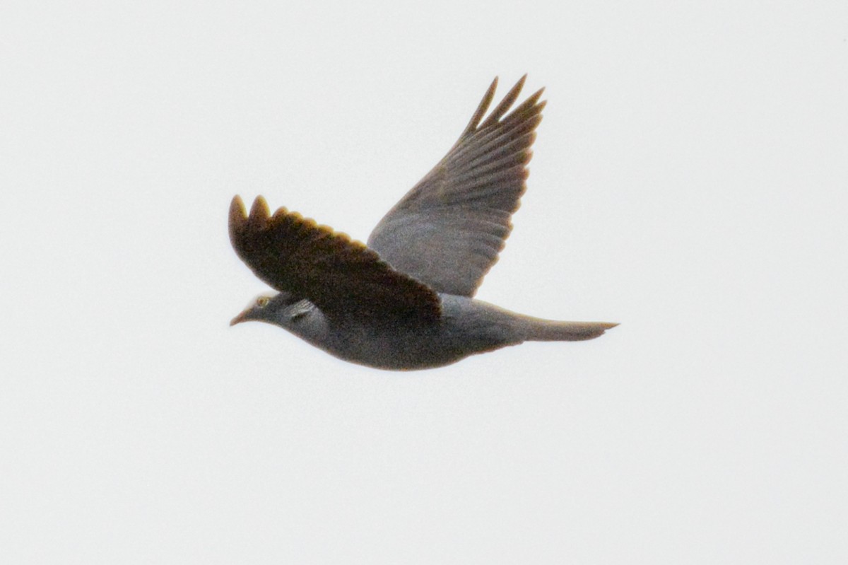 White-crowned Pigeon - ML644326284