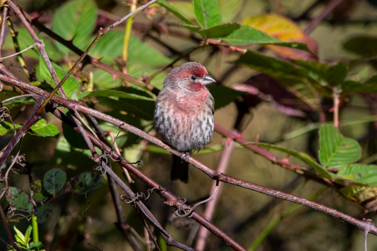 Camachuelo Mexicano - ML644326293