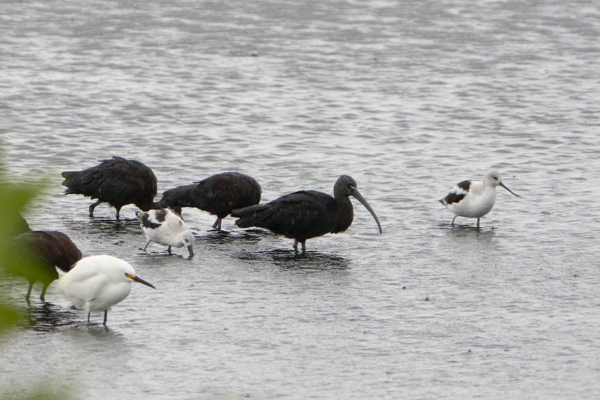 Ibis falcinelle - ML644326294