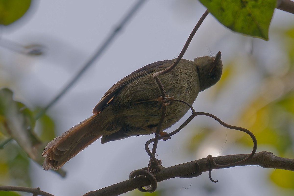 Little Greenbul - ML644326295