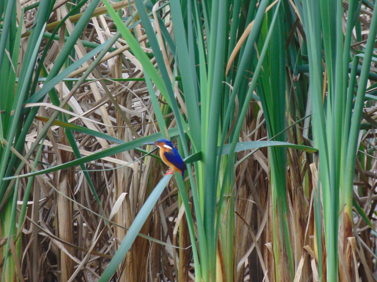 Malagasy Kingfisher - Alice Reisfeld