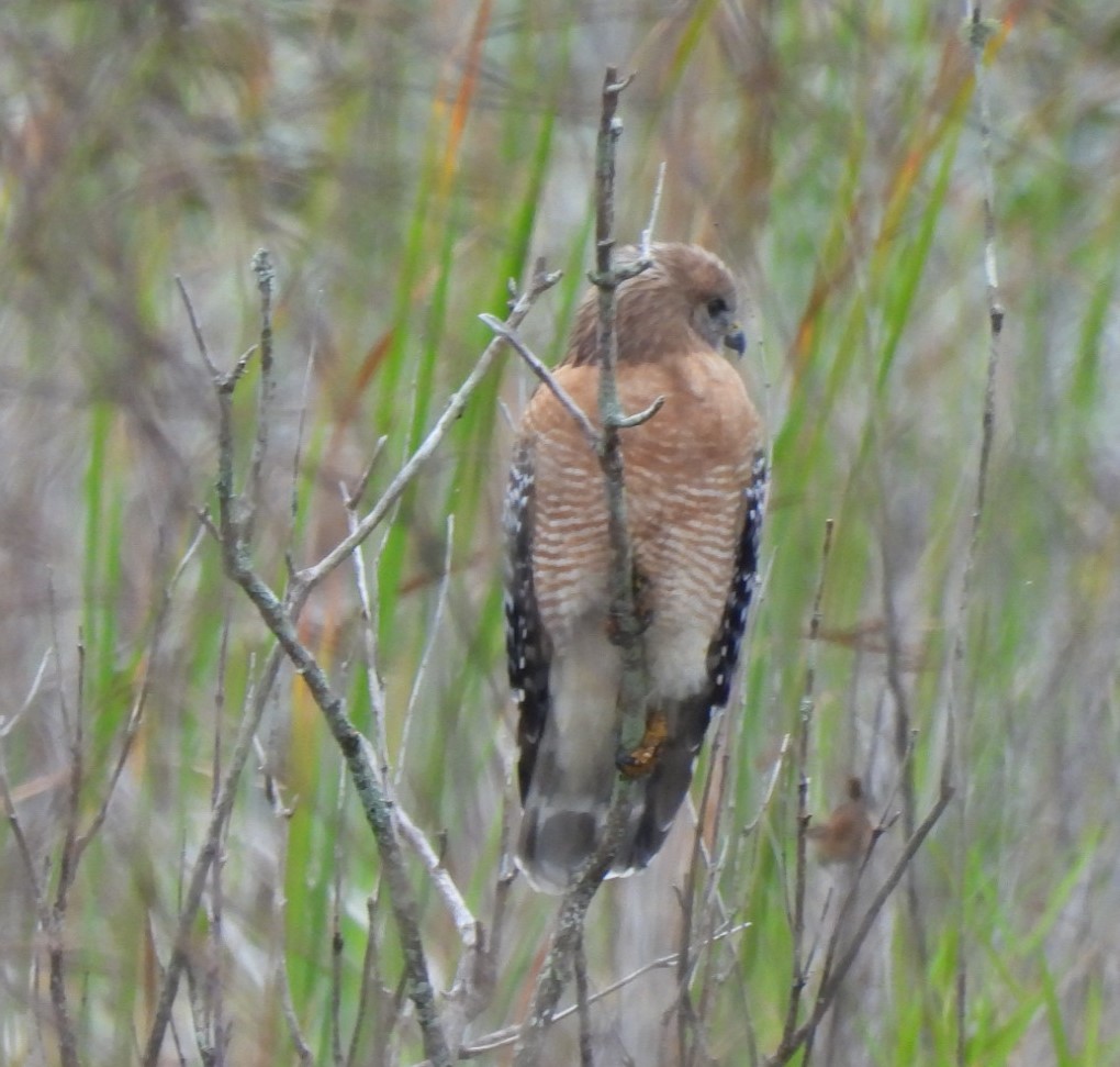 Red-shouldered Hawk - ML644326316
