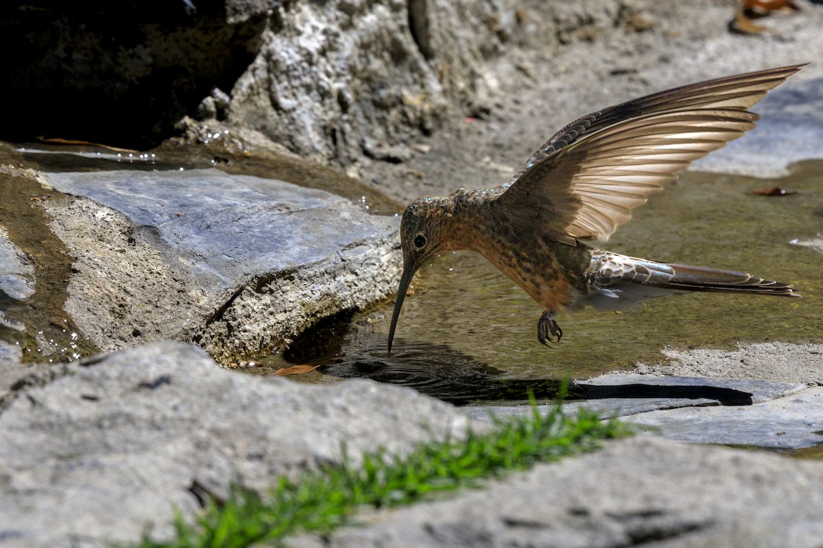 Giant Hummingbird - ML644326317