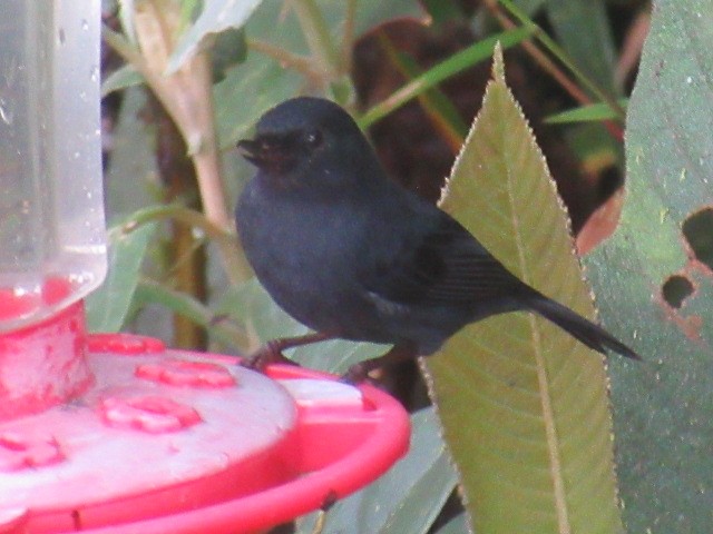 Pinchaflor Flanquiblanco - ML644326332