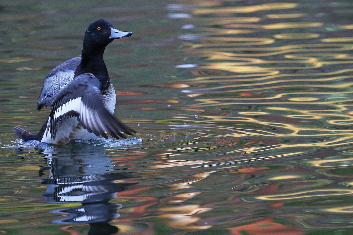 斑背潛鴨 - ML644326336