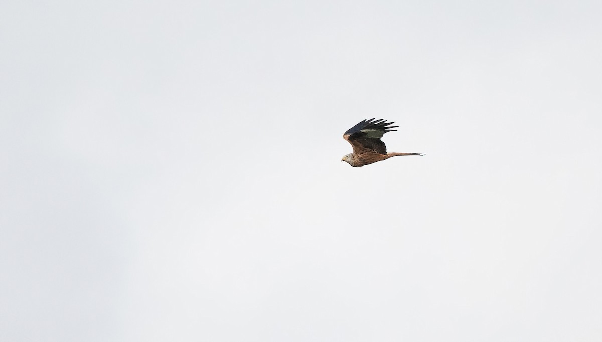 luňák červený (ssp. milvus) - ML644326337