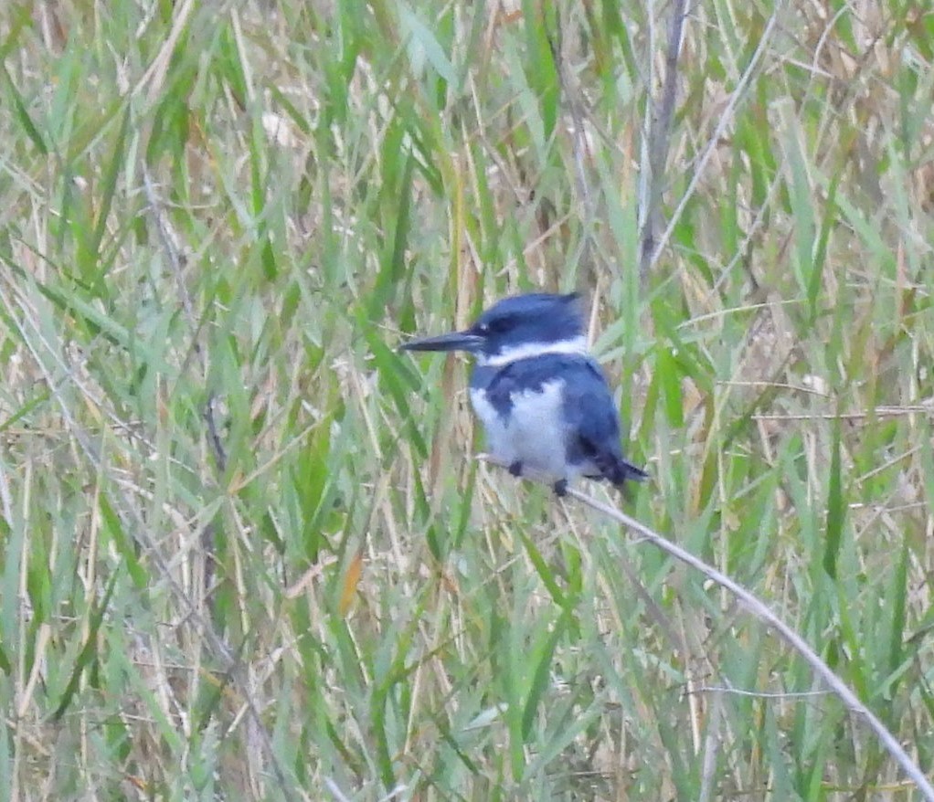 Belted Kingfisher - ML644326339