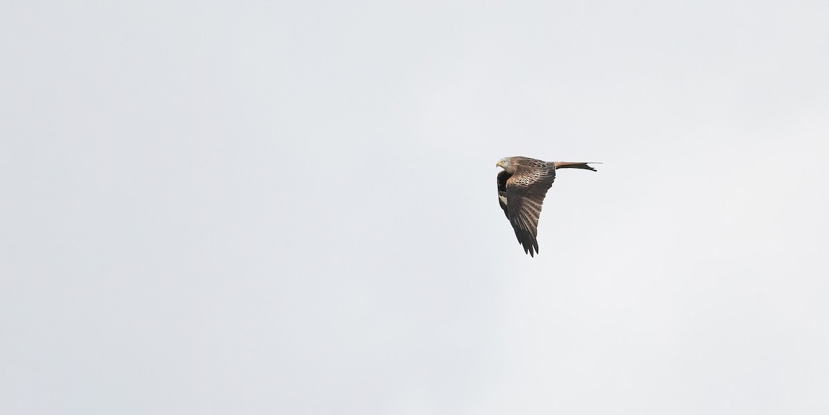 luňák červený (ssp. milvus) - ML644326340