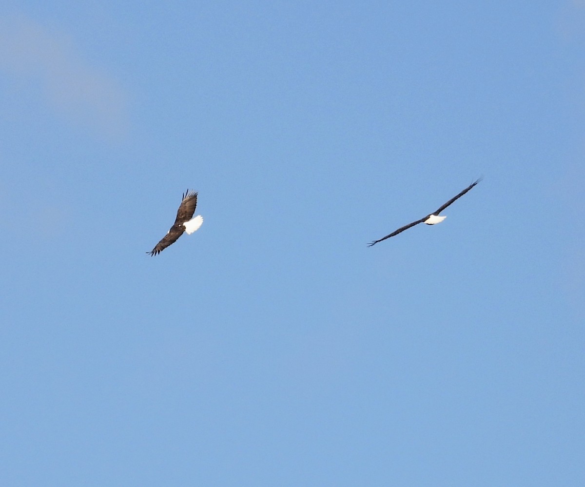 Ak Başlı Kartal - ML644326341