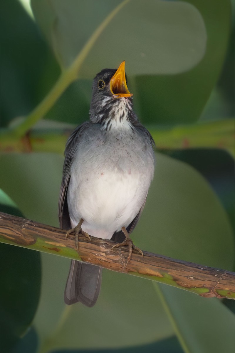 Blacksmith Thrush - ML644326342