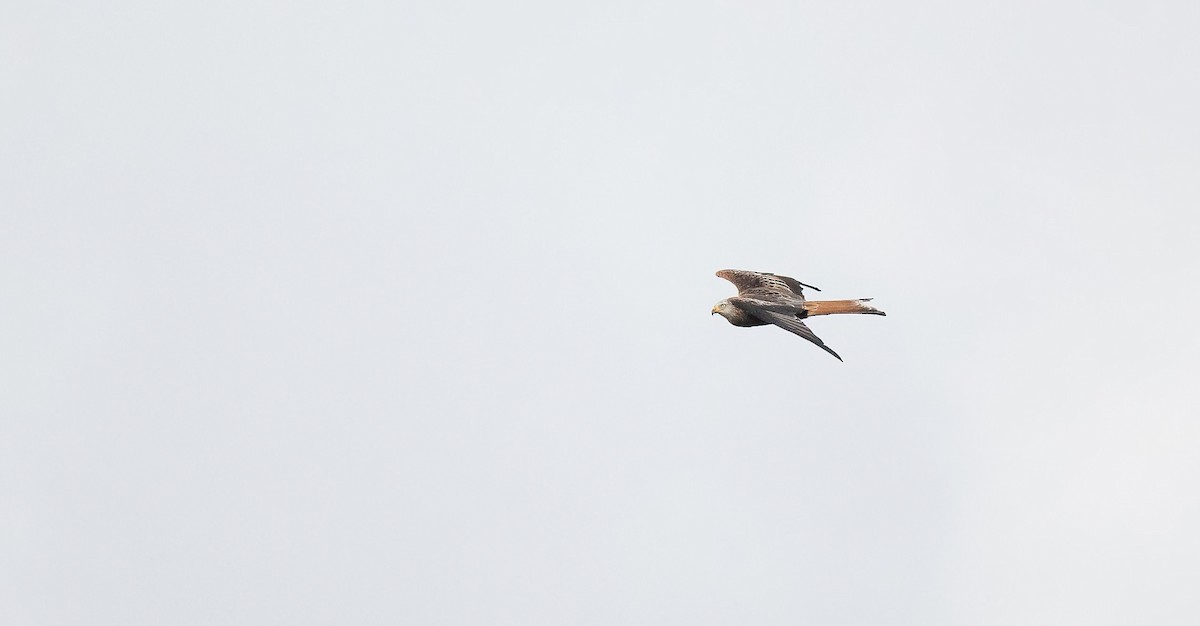 luňák červený (ssp. milvus) - ML644326343