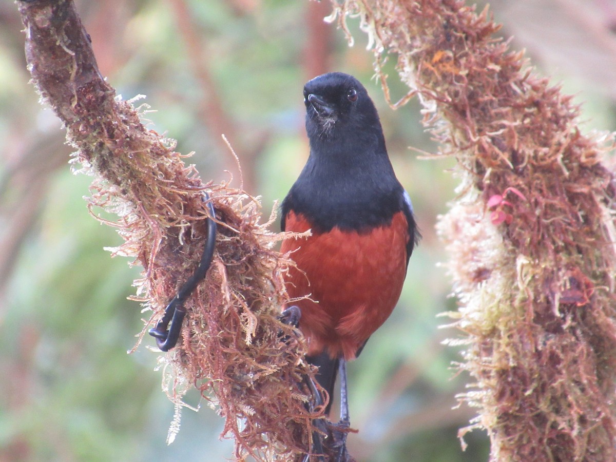 Chestnut-bellied Flowerpiercer - ML644326345