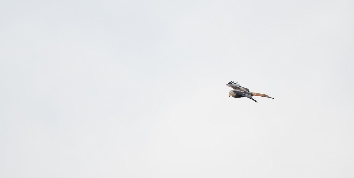 luňák červený (ssp. milvus) - ML644326347