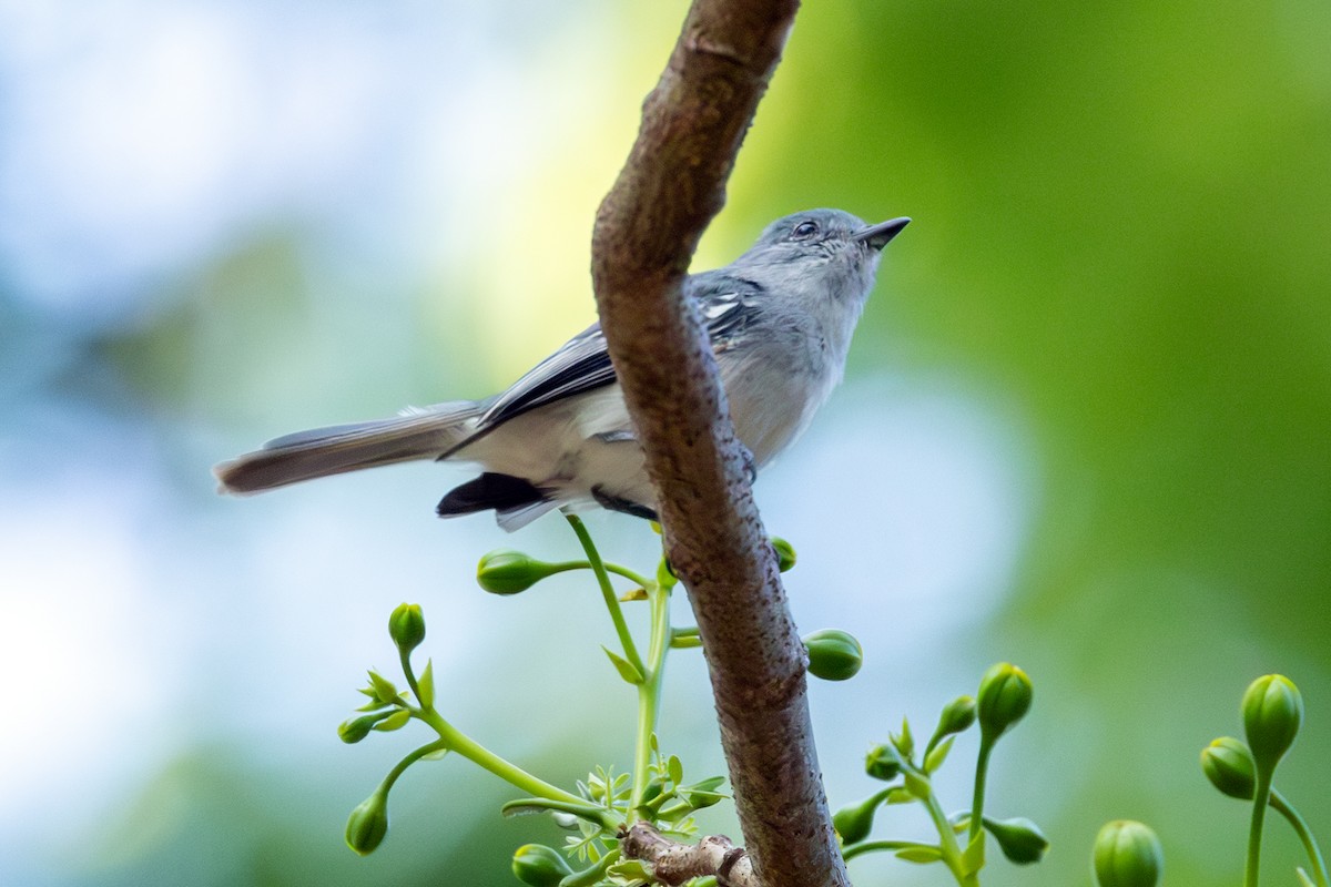 Gray-headed Elaenia - ML644326348
