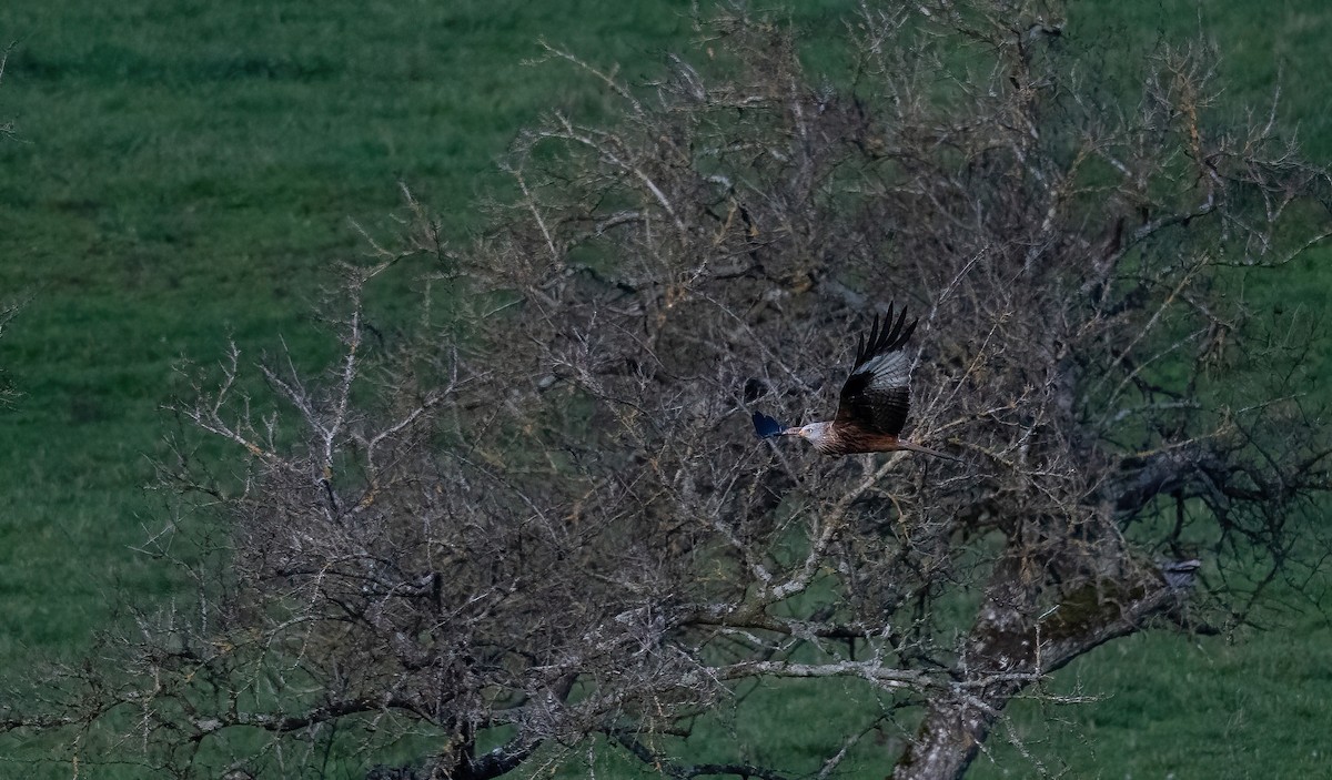 luňák červený (ssp. milvus) - ML644326349