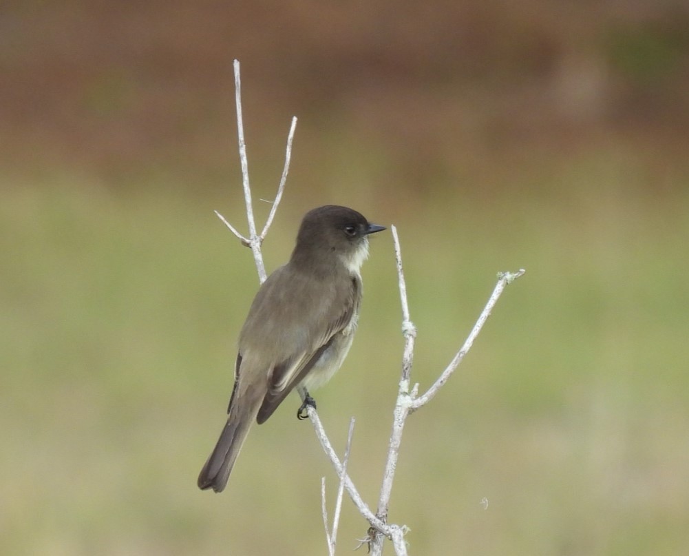 Eastern Phoebe - ML644326350