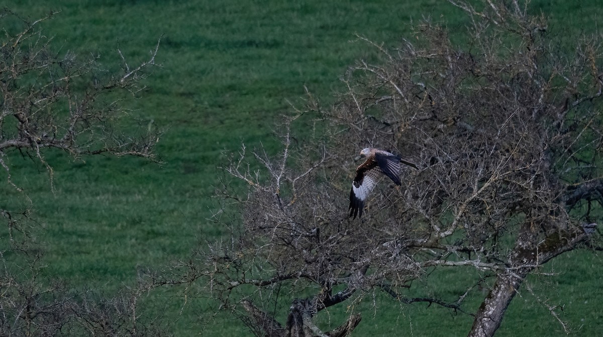 luňák červený (ssp. milvus) - ML644326351