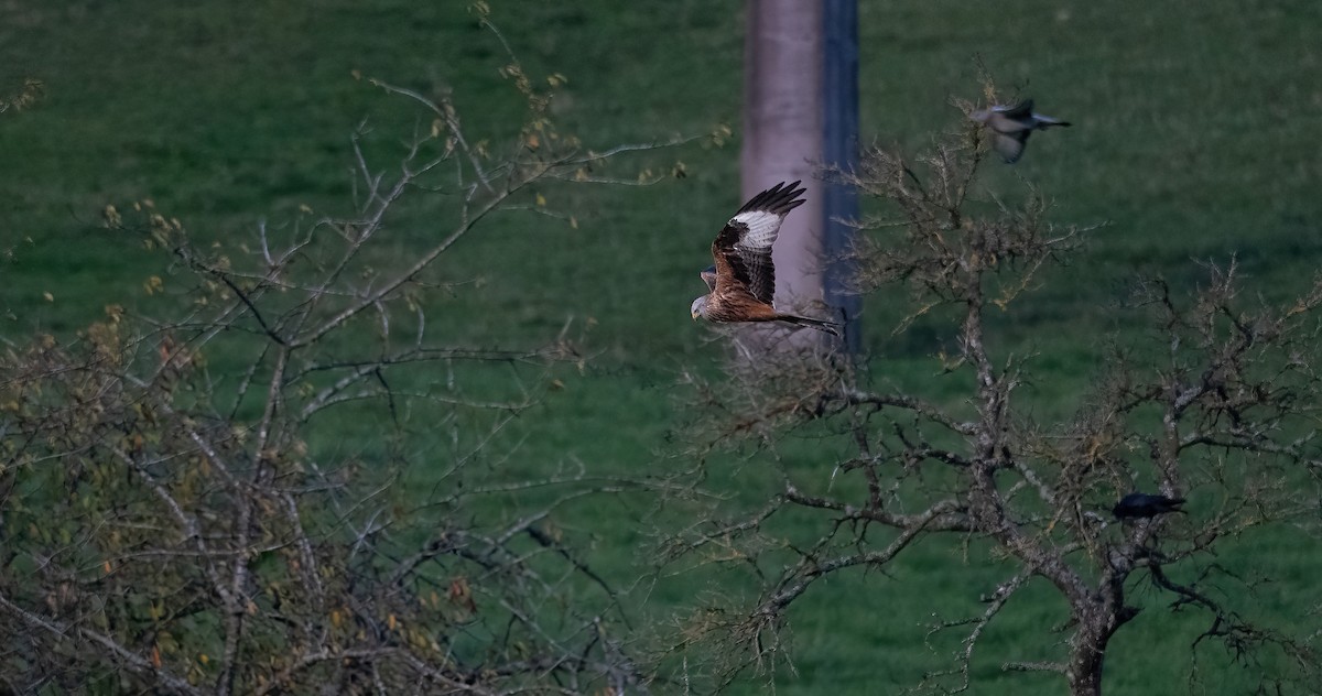 luňák červený (ssp. milvus) - ML644326353